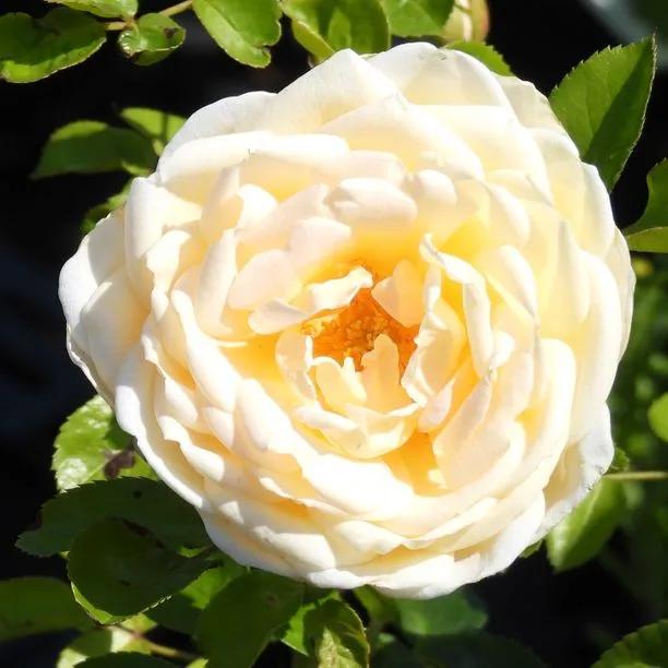 Cream Abundance Rose (Rosa Cream Abundance) 1